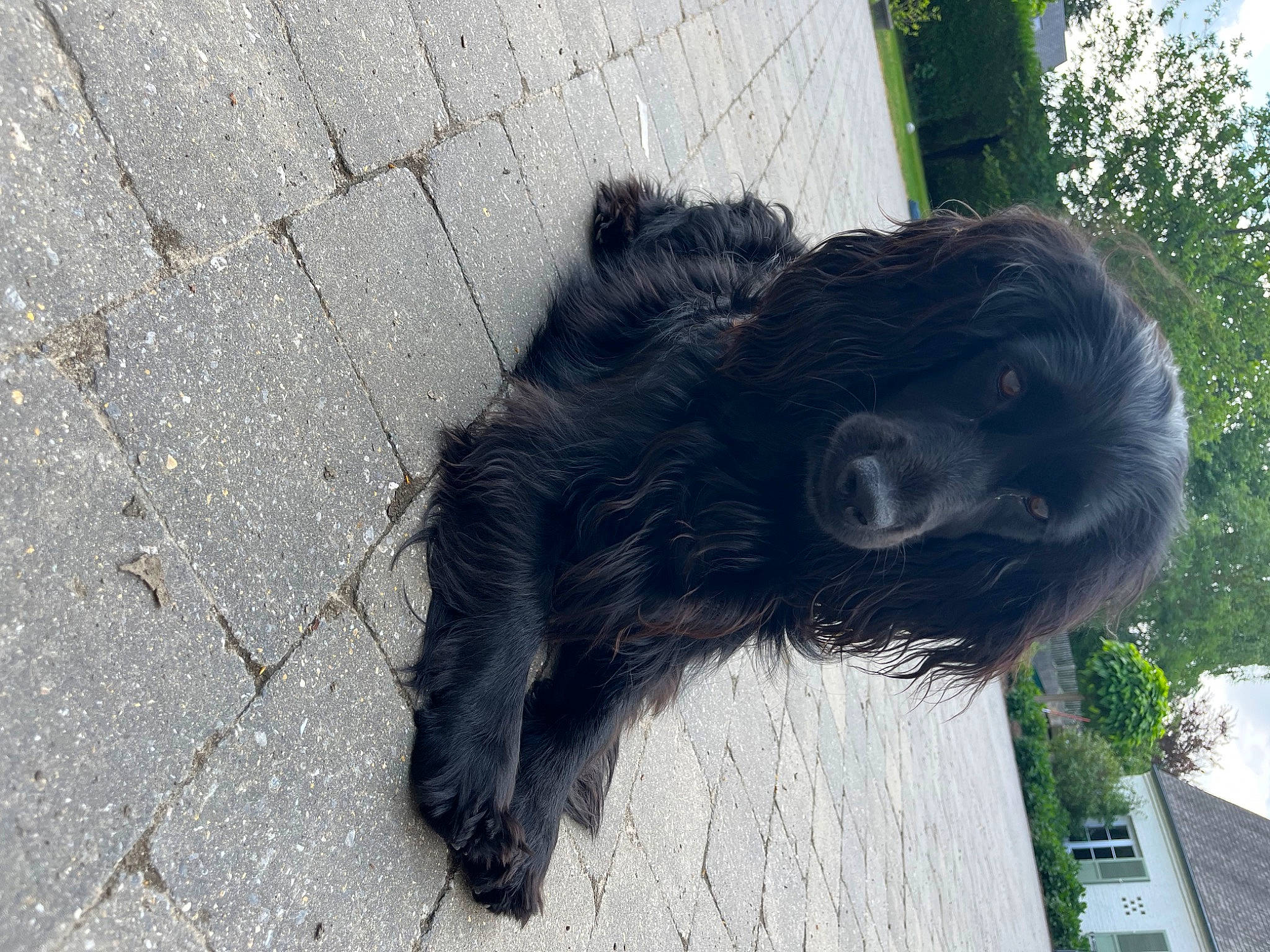 Bonnie participe au concours pour gagner de l'argent avec cette photo : asphalt, canidae, carnivore, cement, companion_dog, concrete, dog, dog_breed, fur, liver, paw, road_surface, snout, sporting_group, tail, tar, terrestrial_animal, terrier, tree, working_animal