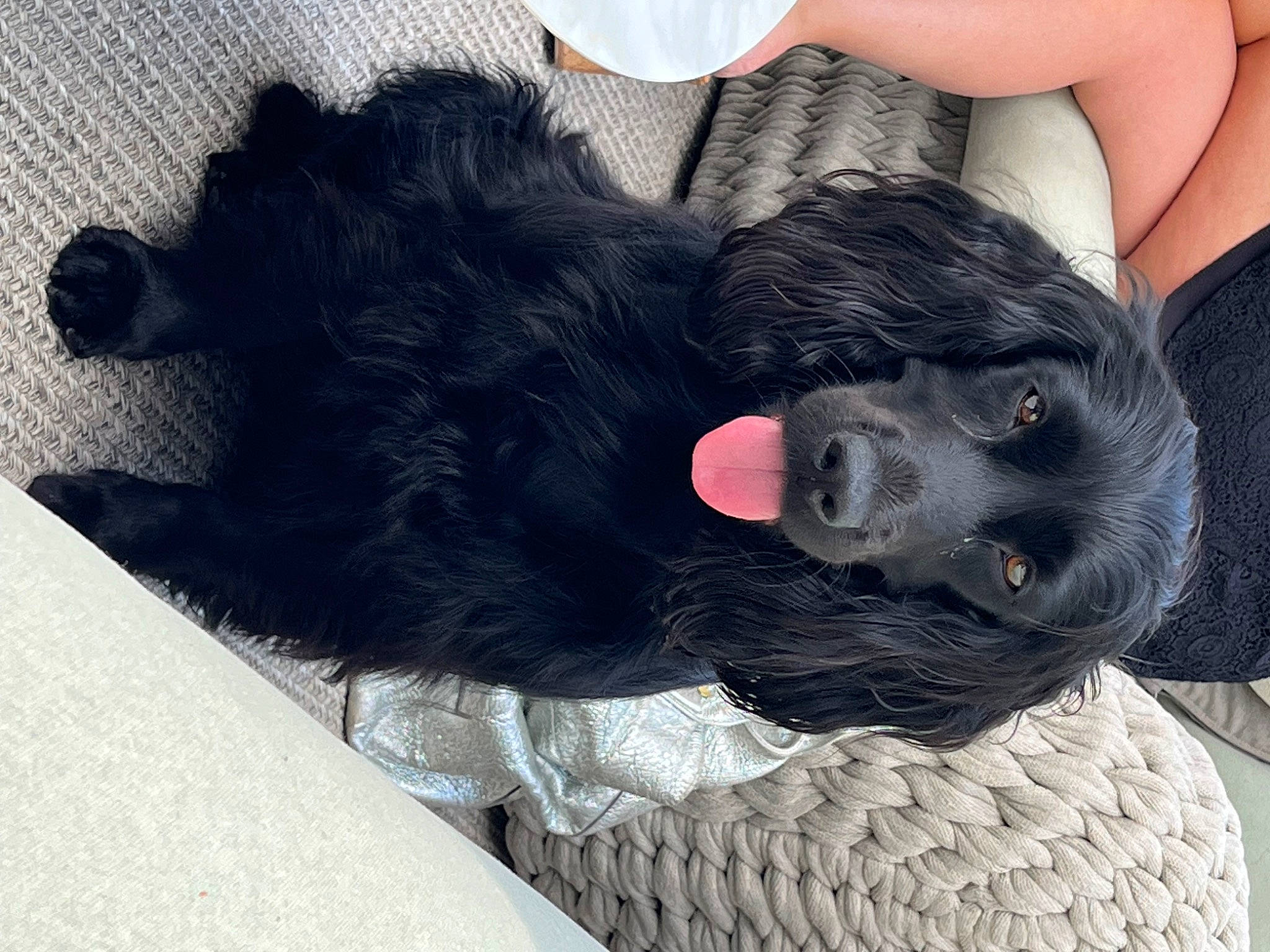 Bonnie participe au concours pour gagner de l'argent avec cette photo : canidae, carnivore, comfort, companion_dog, dog, dog_breed, dog_collar, ear, fur, gesture, hand, human_leg, nail, paw, sleeve, snout, sporting_group, thigh, working_animal, wrist