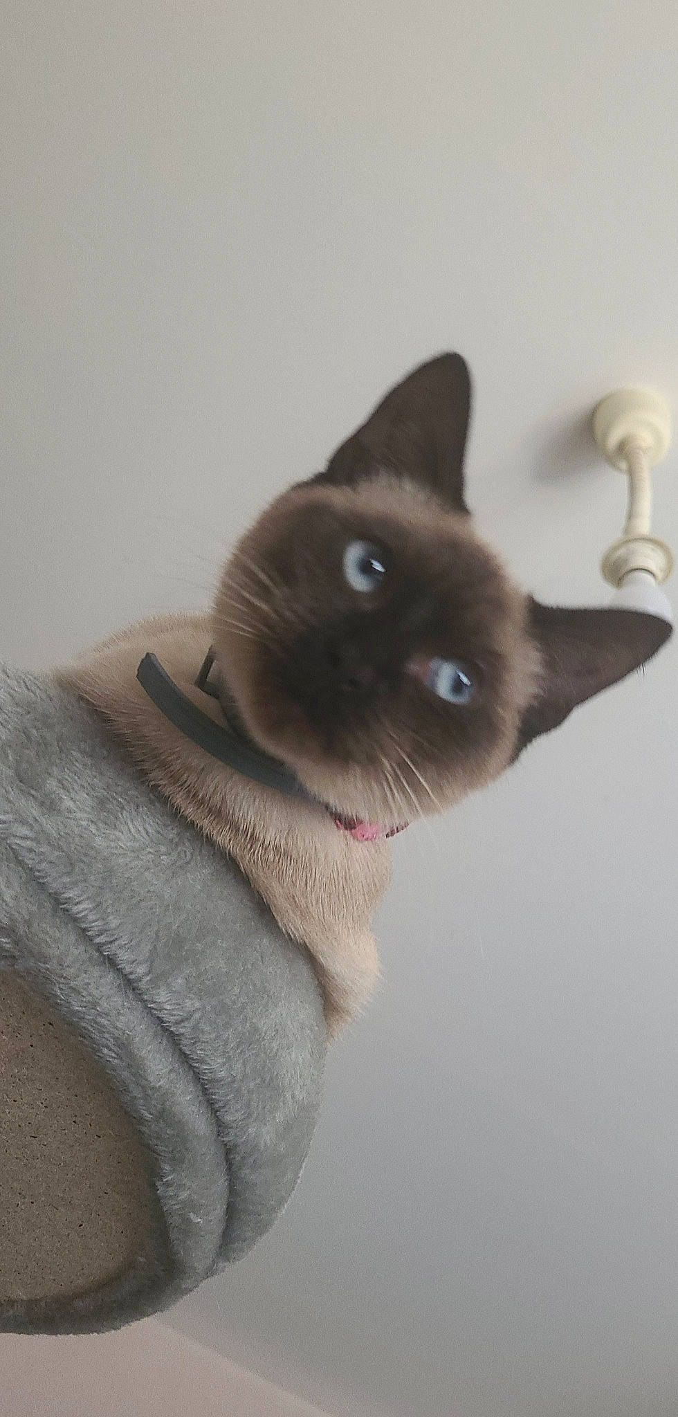 Rubis participe au concours pour gagner de l'argent avec cette photo : balinese, birman, carnivore, cat, collar, domestic_short_haired_cat, ear, fawn, felidae, fur, siamese, small_to_medium_sized_cats, tail, thai, whiskers