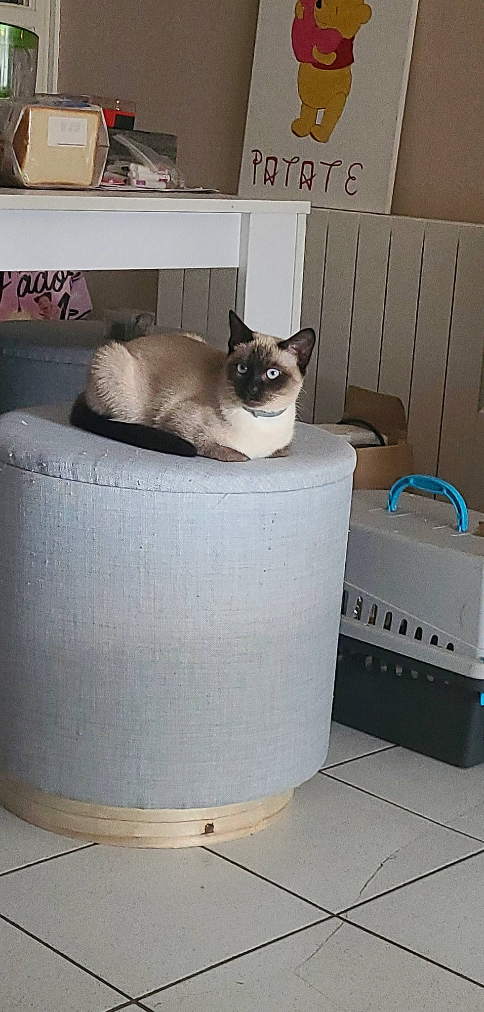 Rubis a rejoint le concours — aidez-le/la à gagner de superbes lots ! birman, box, carnivore, carton, cat, cat_supply, cylinder, domestic_short_haired_cat, fawn, felidae, fur, gas, household_supply, pet_supply, shipping_box, siamese, small_to_medium_sized_cats, tail, thai, whiskers