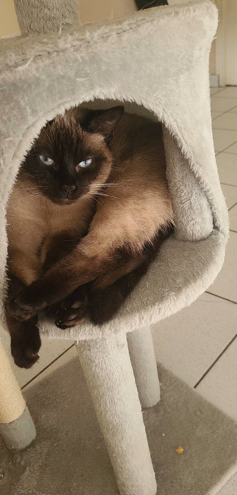 Rubis participe au concours pour gagner de l'argent avec cette photo : balinese, birman, carnivore, cat, claw, fawn, felidae, flooring, fur, human_leg, ragdoll, siamese, small_to_medium_sized_cats, snout, tail, thai, whiskers, window