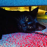 Pearl participe au concours pour gagner de l'argent avec cette photo : animal, black_cat, blue_furniture, carpet, cat, close_up, colorful_carpet, cozy, curious, domestic_cat, ears, eye_reflection, floor, furniture, home, indoor, lying_down, pet, relaxed, whiskers