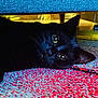 animal, black_cat, blue_furniture, carpet, cat, close_up, colorful_carpet, cozy, curious, domestic_cat, ears, eye_reflection, floor, furniture, home, indoor, lying_down, pet, relaxed, whiskers