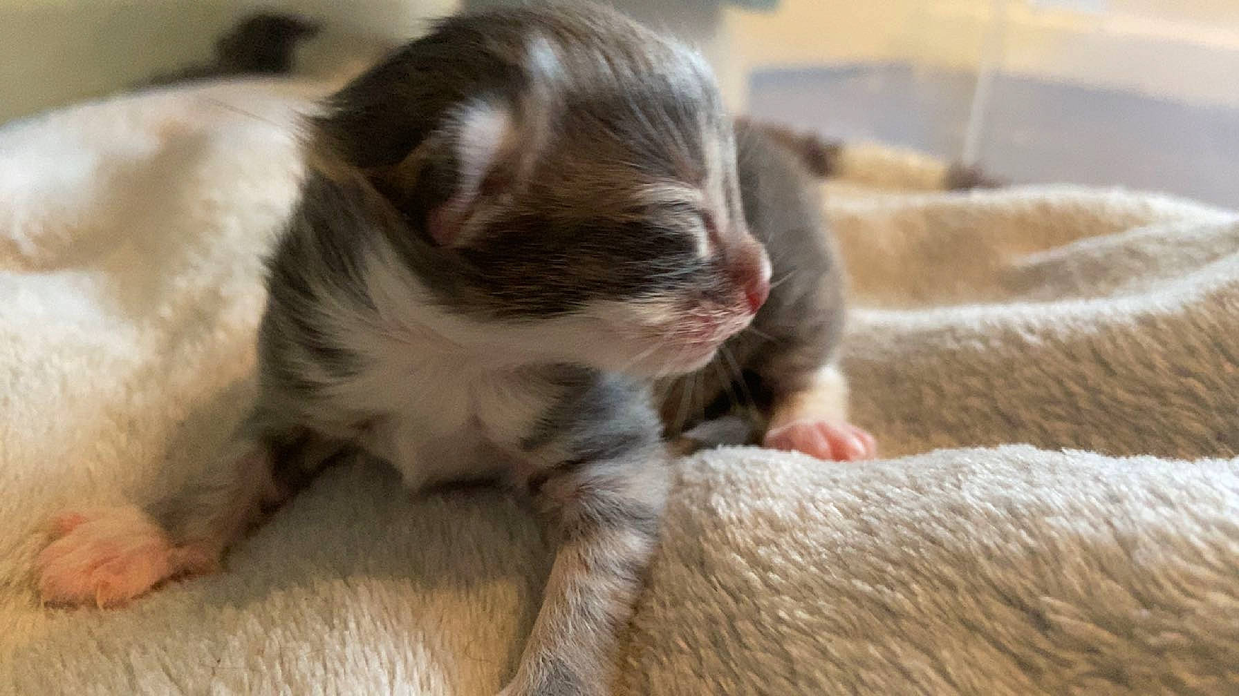 Mr Grey joined the competition — help win amazing prizes! canidae, carnivore, cat, claw, comfort, companion_dog, dog_breed, domestic_short_haired_cat, ear, fawn, felidae, flooring, fur, hardwood, paw, small_to_medium_sized_cats, snout, tail, whiskers, wood