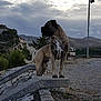 animal, canine, clouds, daytime, dog, fence, ground, landscape, ledge, mountains, nature, outdoor, pole, profile, rock, rural, sky, standing, stone, tree