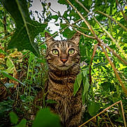 Robbie participe au concours pour gagner de l'argent avec cette photo : cat, tabby, green_eyes, animal, nature, leaves, plants, outdoor, wild, curious, whiskers, feline, closeup, forest, garden, bush, brown, striped, mammal, flora