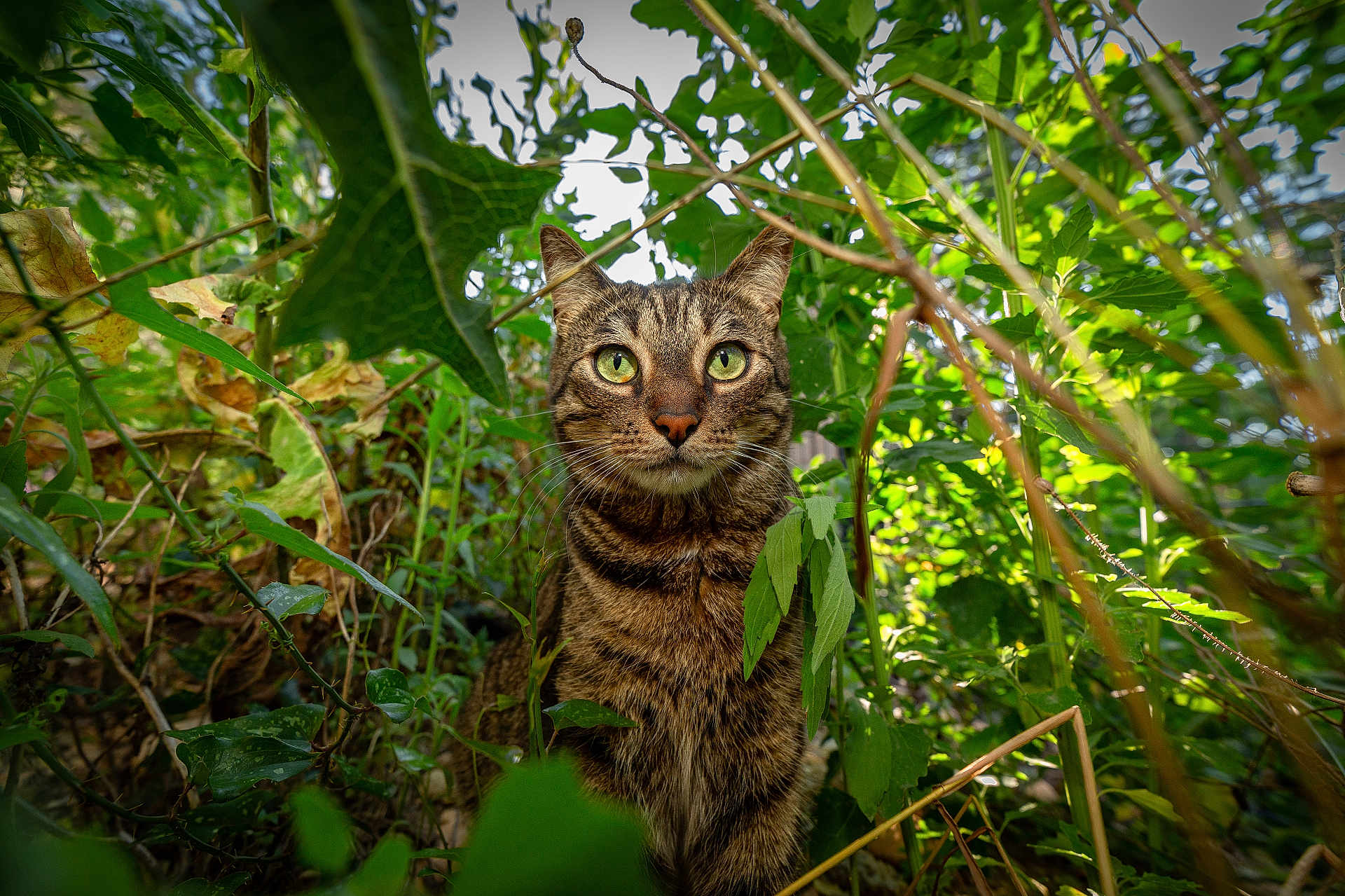 Robbie participe au concours pour gagner de l'argent avec cette photo : cat, tabby, green_eyes, animal, nature, leaves, plants, outdoor, wild, curious, whiskers, feline, closeup, forest, garden, bush, brown, striped, mammal, flora