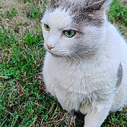 Grisou participe au concours pour gagner de l'argent avec cette photo : cat, animal, grass, outdoor, pet, feline, white, gray, green_eyes, fur, nature, mammal, whiskers, closeup, portrait, sitting, alert, cute, domestic_cat, young_cat