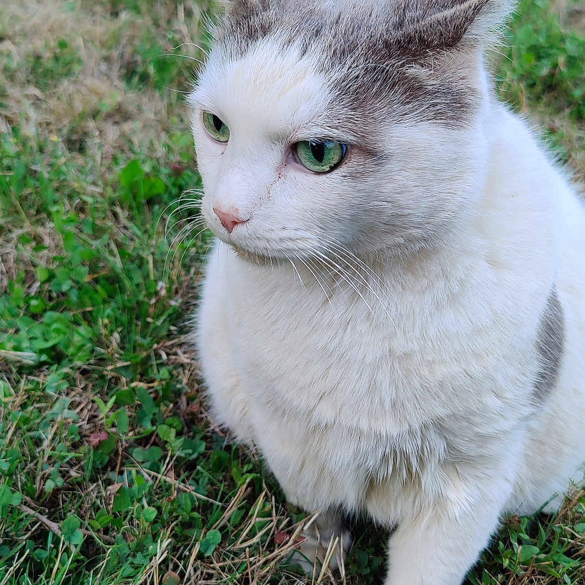 Grisou participe au concours pour gagner de l'argent avec cette photo : cat, animal, grass, outdoor, pet, feline, white, gray, green_eyes, fur, nature, mammal, whiskers, closeup, portrait, sitting, alert, cute, domestic_cat, young_cat