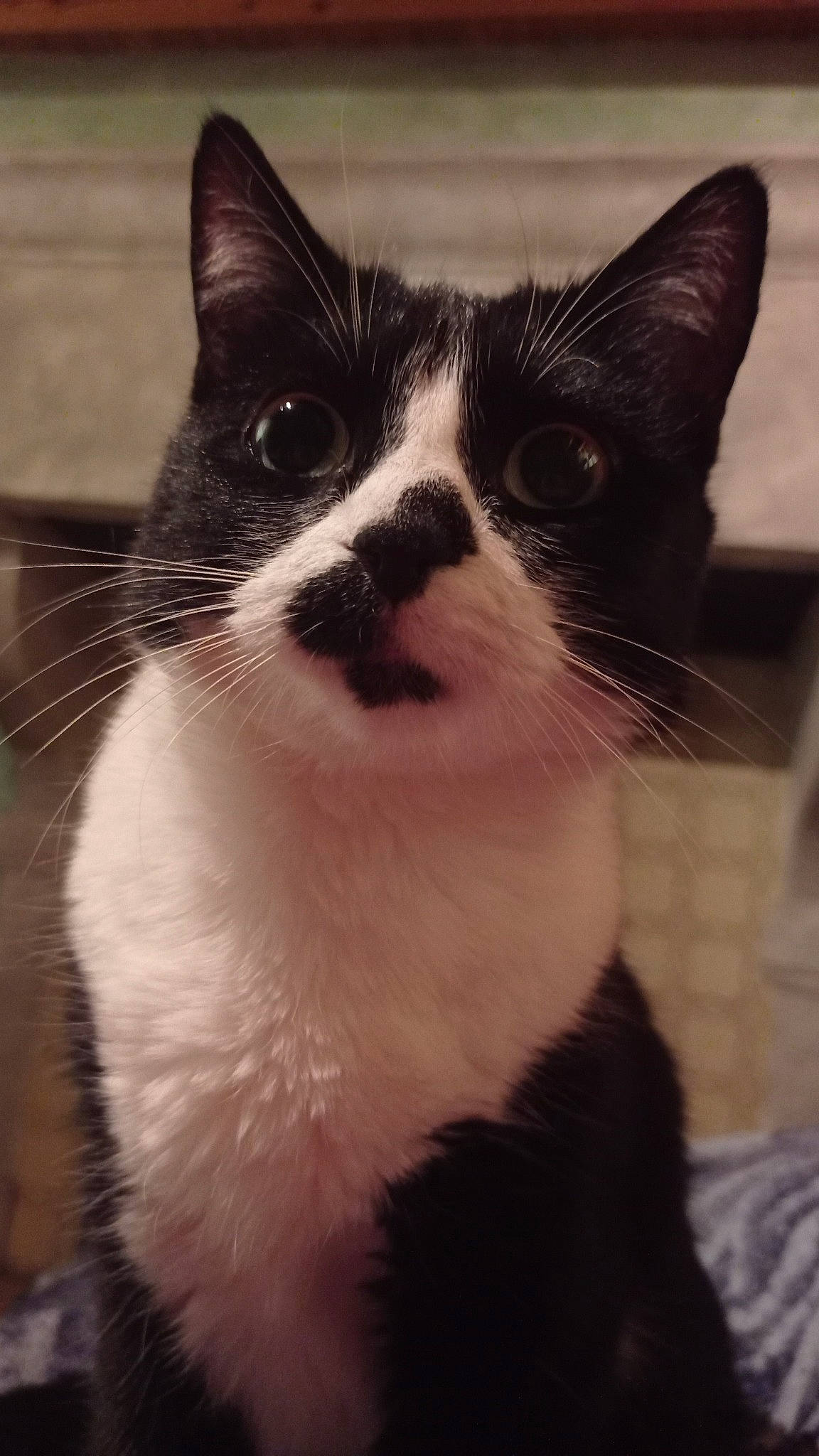 Pastelle participe au concours pour gagner de l'argent avec cette photo : carnivore, cat, claw, domestic_short_haired_cat, eye, felidae, foot, formal_wear, fur, hair, head, monochrome_photography, paw, sitting, small_to_medium_sized_cats, snout, tail, terrestrial_animal, whiskers