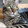 Stitch a rejoint le concours — aidez-le/la à gagner de superbes lots ! animal, cat, close_up, cute, domestic, expression, feline, focus, fur, green_eyes, indoor, laying_down, mammal, pet, portrait, relaxed, resting, soft_light, tabby, whiskers