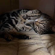 Stitch a rejoint le concours — aidez-le/la à gagner de superbes lots ! animal, blanket, cat, cozy, cubby, cute, cute_pet, domestic_cat, feline, fur, indoor, mammal, paw, pet, relaxed, resting, sleeping, soft, tabby, whiskers