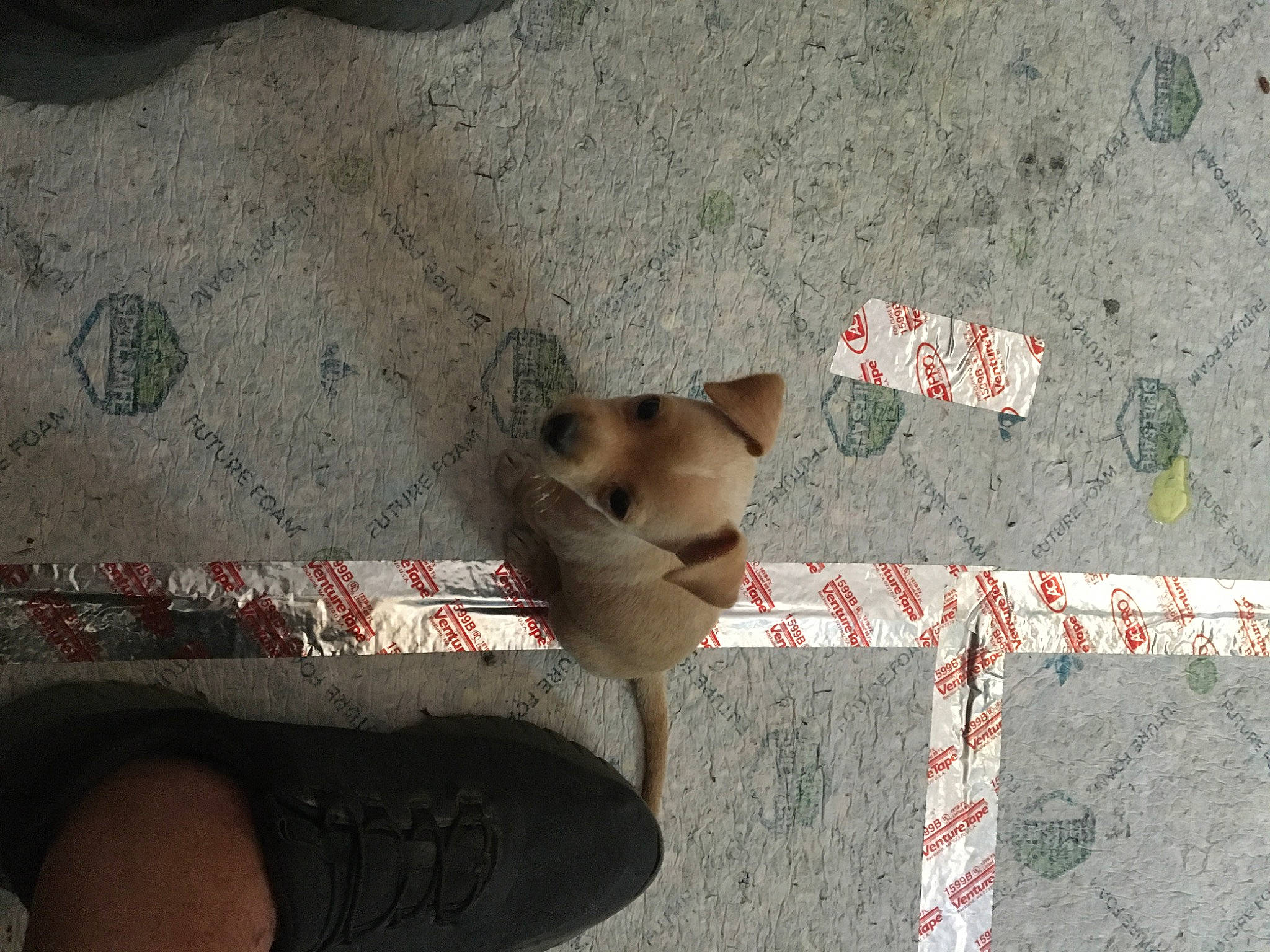 Nikki is registered to the contest to win money with this photo: asphalt, carmine, carnivore, companion_dog, concrete, dog, dog_breed, fashion_accessory, fawn, flooring, font, foot, fur, grey, human_leg, road_surface, shadow, sidewalk, snout, tail