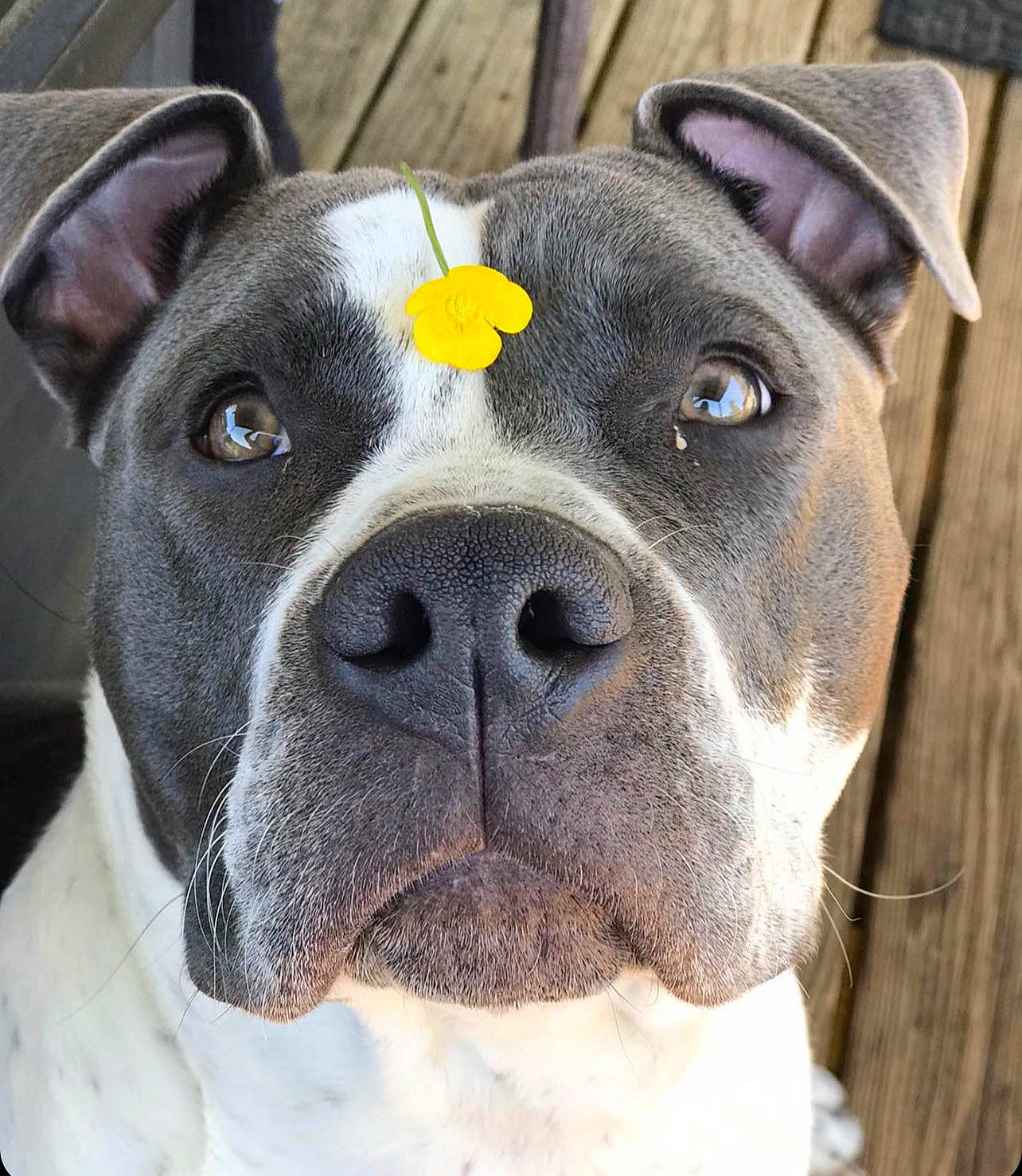 Axle is registered to the contest to win money with this photo: bored, canidae, carnivore, close_up, collar, companion_dog, dog, dog_breed, dog_collar, ear, fawn, non_sporting_group, photography, plant, snout, sporting_group, terrestrial_animal, whiskers, working_animal, working_dog