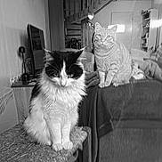 Roo a rejoint le concours — aidez-le/la à gagner de superbes lots ! cat, feline, pet, indoor, living_room, furniture, couch, table, blanket, curiosity, striped_cat, black_and_white_cat, fur, whiskers, domestic_animal, animal, sitting, looking, cozy, home