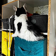Poopy participe au concours pour gagner de l'argent avec cette photo : cat, black_and_white, feline, storage_bin, shelving_unit, indoor, curious, furniture, fabric, home_interior, decor, patterned_wallpaper, yellow_bin, teal_bin, gray_bin, pet, fur, back_view, exploring, cozy