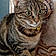 Minette