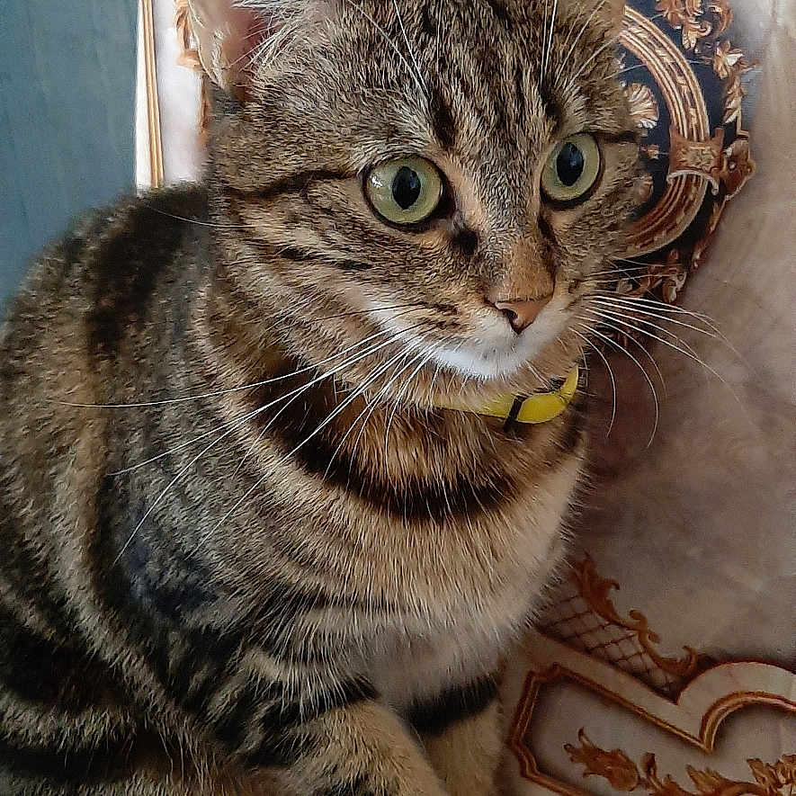 Minette participe au concours pour gagner de l'argent avec cette photo : animal, cat, closeup, collar, curious, cute, ears, face, feline, fur, green_eyes, indoor, mammal, paw, pet, portrait, sitting, striped, tabby, whiskers