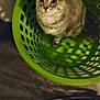 Tricksy joined the competition — help win amazing prizes! animal, cat, closeup, curious, cute, dim_light, domestic, feline, floor, fur, green, household, indoor, laundry_basket, looking_up, pattern, pet, plastic, shadow, sitting