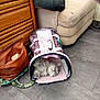 animal, boots, casual, cat, comfortable, couch, cozy, domestic, floor, furniture, gray_cat, household, indoor, leather_bag, pet, pet_carrier, relaxed, resting, tile_floor, wooden_dresser