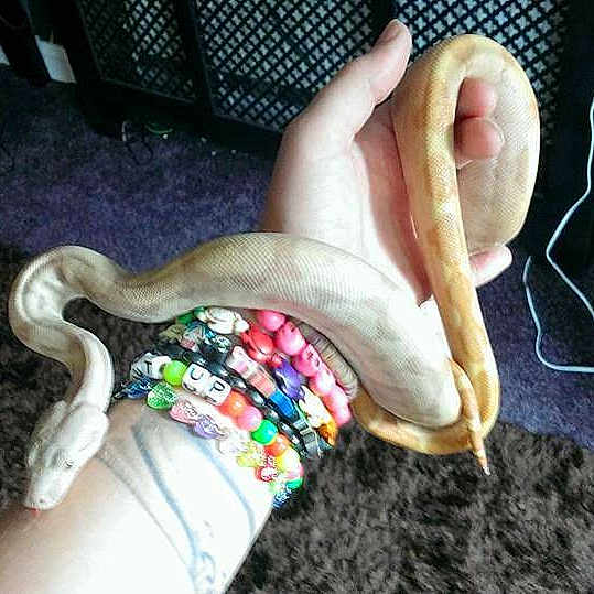 Loki is registered to the contest to win money with this photo: