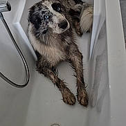 Valdo a rejoint le concours — aidez-le/la à gagner de superbes lots ! dog, bathtub, muddy, blue_eyes, pet, animal, indoor, bathroom, white, fur, canine, looking_up, clean, floor, tile, drain, curious, resting, wet, guilty_expression