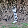 Valdo a rejoint le concours — aidez-le/la à gagner de superbes lots ! dog, hedge, grass, sidewalk, outdoor, nature, pet, black_and_white, canine, tree, branch, leaves, fur, standing, curious, garden, daylight, animal, playful, background