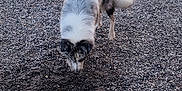 Valdo participe au concours pour gagner de l'argent avec cette photo : dog, outdoor, gravel, yard, doghouse, greenery, trees, fence, nature, pet, curious, animal, sniffing, speckled_coat, garden, grass, daylight, canine, rural, playful