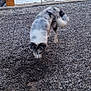 dog, outdoor, gravel, yard, doghouse, greenery, trees, fence, nature, pet, curious, animal, sniffing, speckled_coat, garden, grass, daylight, canine, rural, playful