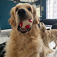 Lafayette a rejoint le concours — aidez-le/la à gagner de superbes lots ! animal, ball, canine, companion, curtains, cute, dog, floor, fur, golden_retriever, happy, home, indoor, light, living_room, pet, playful, sofa, toy, window