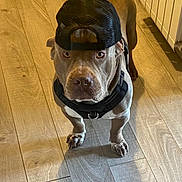Thaygo a rejoint le concours — aidez-le/la à gagner de superbes lots ! dog, canine, pet, floor, wooden_floor, hat, cap, mesh_cap, brown_dog, indoor, animal, looking_at_camera, standing, collar, leash_attachment, shadow, ears, face, four_legs, domestic_animal
