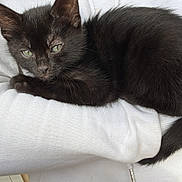 Nala participe au concours pour gagner de l'argent avec cette photo : black_kitten, cat, pet, animal, fur, green_eyes, white_shirt, arm, human, cuddle, resting, close_up, indoor, feline, cute, young_cat, soft_fur, comfort, relaxation, portrait