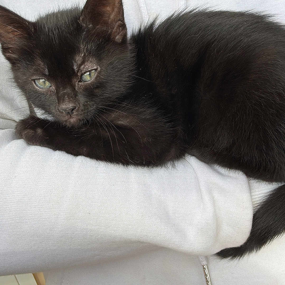 Nala participe au concours pour gagner de l'argent avec cette photo : animal, arm, black_kitten, cat, close_up, comfort, cuddle, cute, feline, fur, green_eyes, human, indoor, pet, portrait, relaxation, resting, soft_fur, white_shirt, young_cat