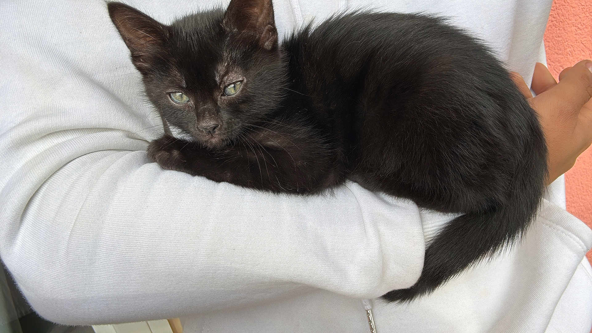 Nala participe au concours pour gagner de l'argent avec cette photo : black_kitten, cat, pet, animal, fur, green_eyes, white_shirt, arm, human, cuddle, resting, close_up, indoor, feline, cute, young_cat, soft_fur, comfort, relaxation, portrait