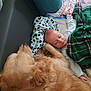 baby, dog, golden_retriever, sleeping, blanket, couch, indoor, cozy, fur, child, nap, rest, comfort, pet, friendship, soft, peaceful, home, relaxation, cute