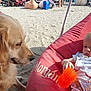 Lucy joined the competition — help win amazing prizes! dog, golden_retriever, baby, beach, sand, toy, beanbag, red, orange, outdoor, sunlight, pet, child, cute, summer, relaxing, people, animal, playful, portrait
