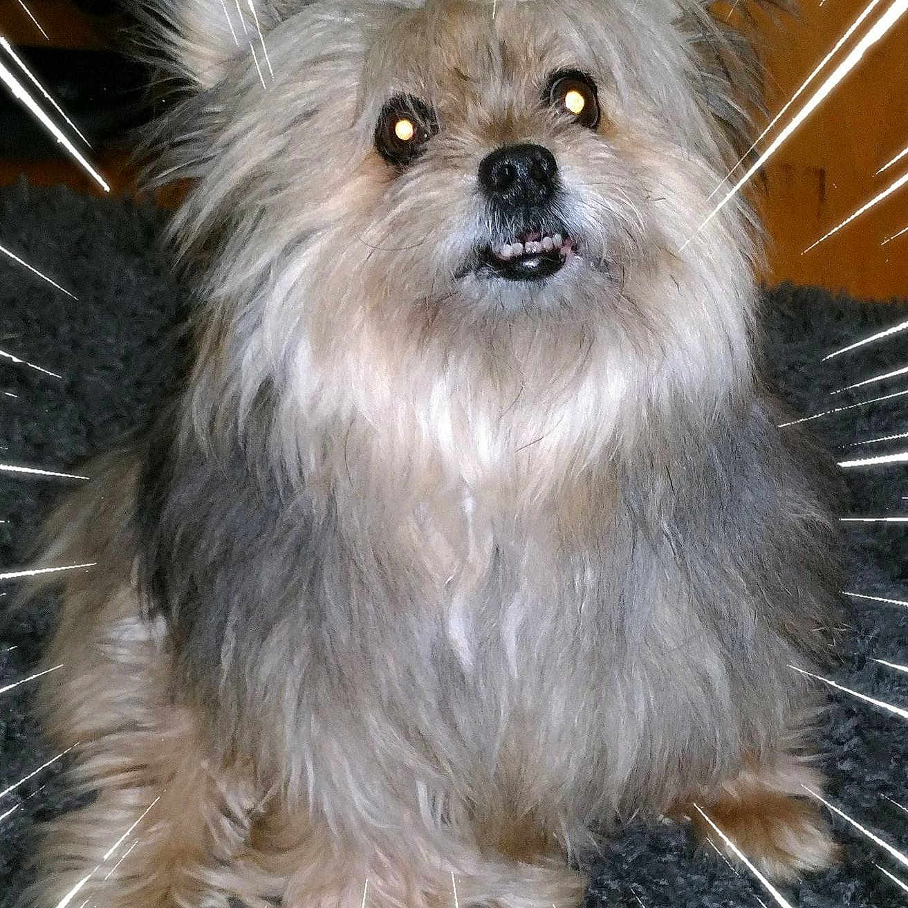 Wookie