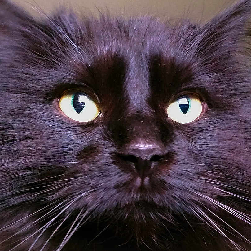 Wicket is registered to the contest to win money with this photo: asian_semi_longhair, black_cat, bombay, british_longhair, british_semi_longhair, carnivore, cat, close_up, domestic_long_haired_cat, eye, felidae, fur, iris, mammal, nebelung, norwegian_forest_cat, small_to_medium_sized_cats, snout, vertebrate, whiskers