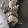 dog, pet, animal, belly_up, lying_down, playful, happy, smiling, open_mouth, paws, legs, collar, harness, white_fur, black_patches, indoor, tile_floor, home, portrait, funny