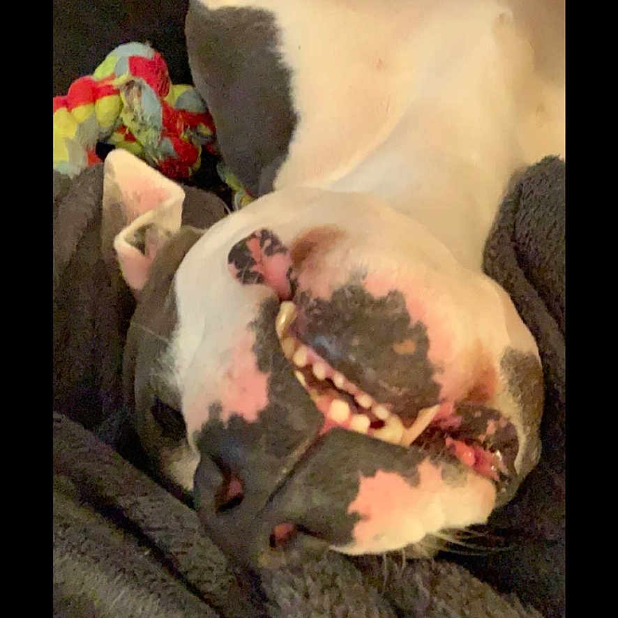 Jade a rejoint le concours — aidez-le/la à gagner de superbes lots ! dog, pet, animal, upside_down, smiling, teeth, close_up, portrait, white_fur, black_spots, pink_skin, lying_down, relaxed, blanket, couch, indoor, toy, funny, playful, cozy