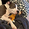 Jade participe au concours pour gagner de l'argent avec cette photo : dog, sleeping, pet, indoor, bed, blanket, pillow, plush_toy, leopard_print, couch, relaxed, resting, brown_and_white, short_hair, paw, closed_eyes, cozy, home, portrait, vertical_photo