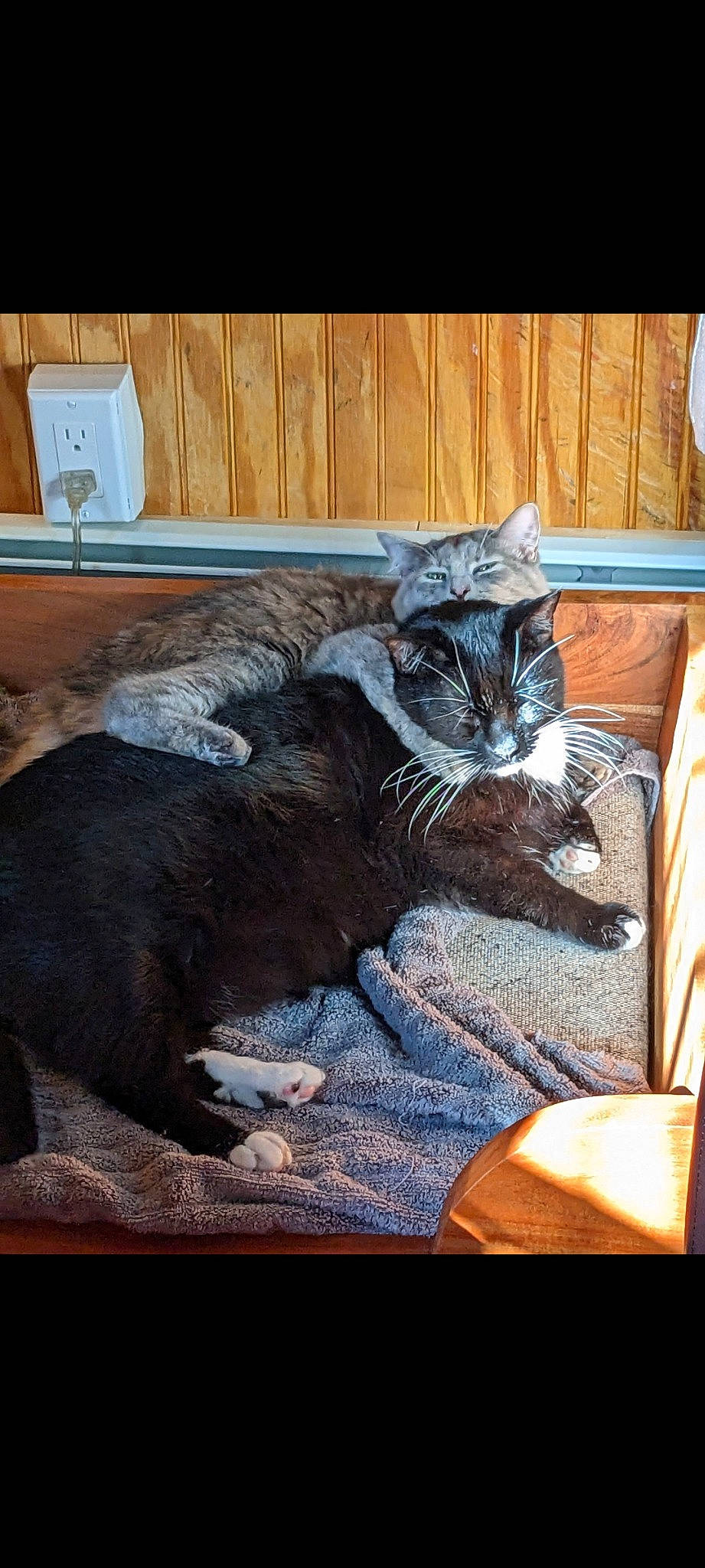 Kelly is registered to the contest to win money with this photo: black_cat, carnivore, cat, cat_supply, claw, comfort, domestic_short_haired_cat, felidae, flooring, fur, grey, hardwood, paw, rectangle, sitting, small_to_medium_sized_cats, tail, whiskers, window, wood