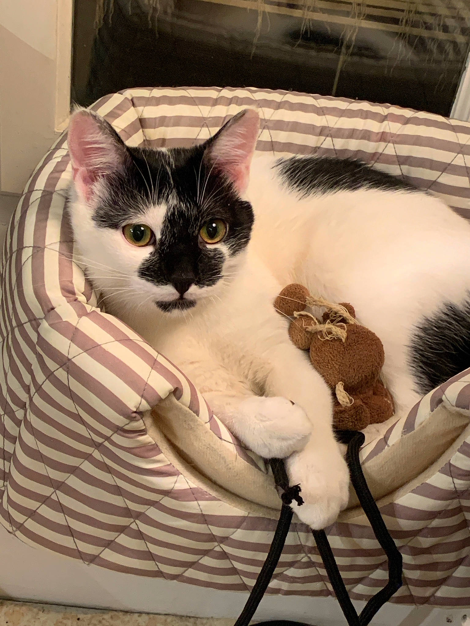 Oreo participe au concours pour gagner de l'argent avec cette photo : art, basket, bedding, box, carnivore, cat, cat_supply, comfort, domestic_short_haired_cat, fawn, felidae, fur, linens, pattern, paw, small_to_medium_sized_cats, snout, tail, textile, whiskers