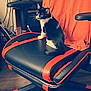cat, black_and_white, chair, gaming_chair, orange_cloth, indoor, pet, feline, curious, sitting, floor, wooden_floor, furniture, domestic_animal, whiskers, ears, tail, side_view, home, relaxing