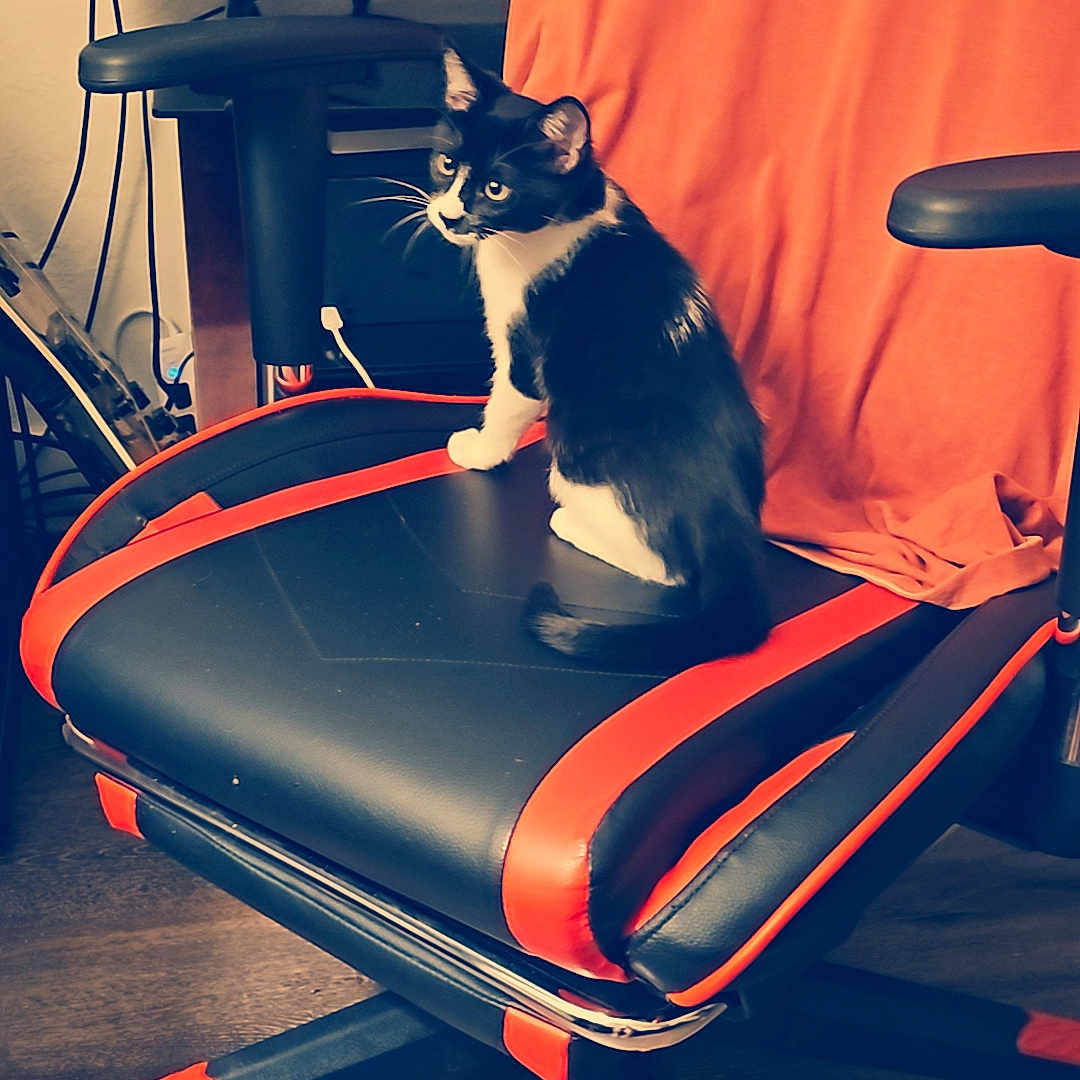 Cady joined the competition — help win amazing prizes! black_and_white, cat, chair, curious, domestic_animal, ears, feline, floor, furniture, gaming_chair, home, indoor, orange_cloth, pet, relaxing, side_view, sitting, tail, whiskers, wooden_floor