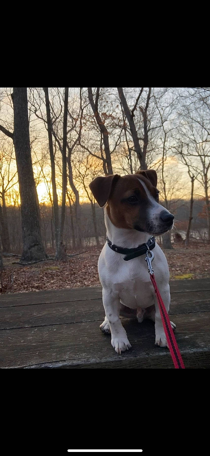 Bruno joined the competition — help win amazing prizes! carnivore, collar, companion_dog, dog, dog_breed, dog_collar, dog_supply, fashion_accessory, fawn, grass, leash, pet_supply, sky, snout, sporting_group, tree, twig, whiskers, wood, working_animal