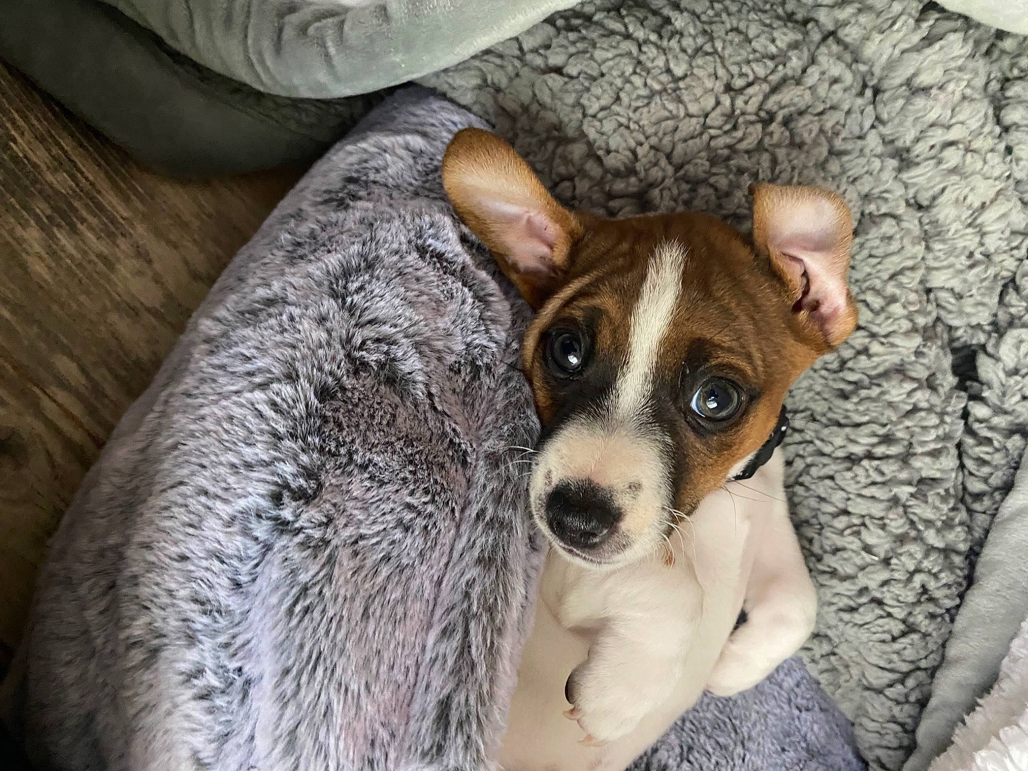 Bruno joined the competition — help win amazing prizes! canidae, carnivore, comfort, companion_dog, couch, dog, dog_breed, ear, fawn, fur, non_sporting_group, snout, sporting_group, terrestrial_animal, terrier, toy_dog, whiskers, working_animal