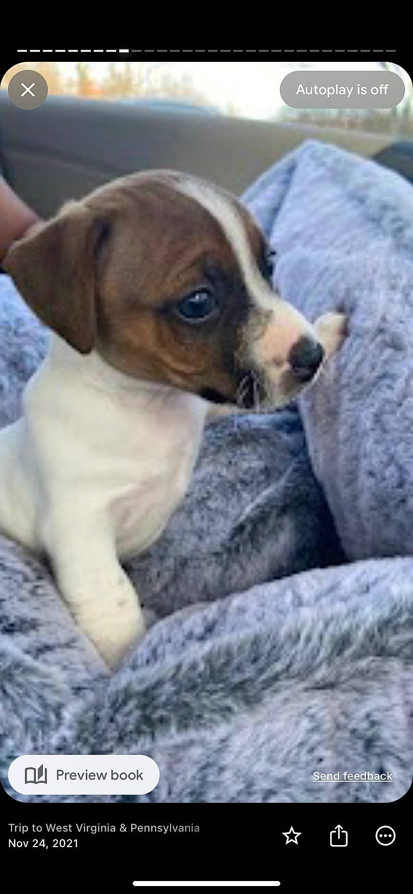 Bruno joined the competition — help win amazing prizes! bored, canidae, carnivore, collar, comfort, companion_dog, dog, dog_breed, fawn, fur, non_sporting_group, paw, puppy, puppy_love, sporting_group, terrestrial_animal, toy_dog, whiskers, working_animal