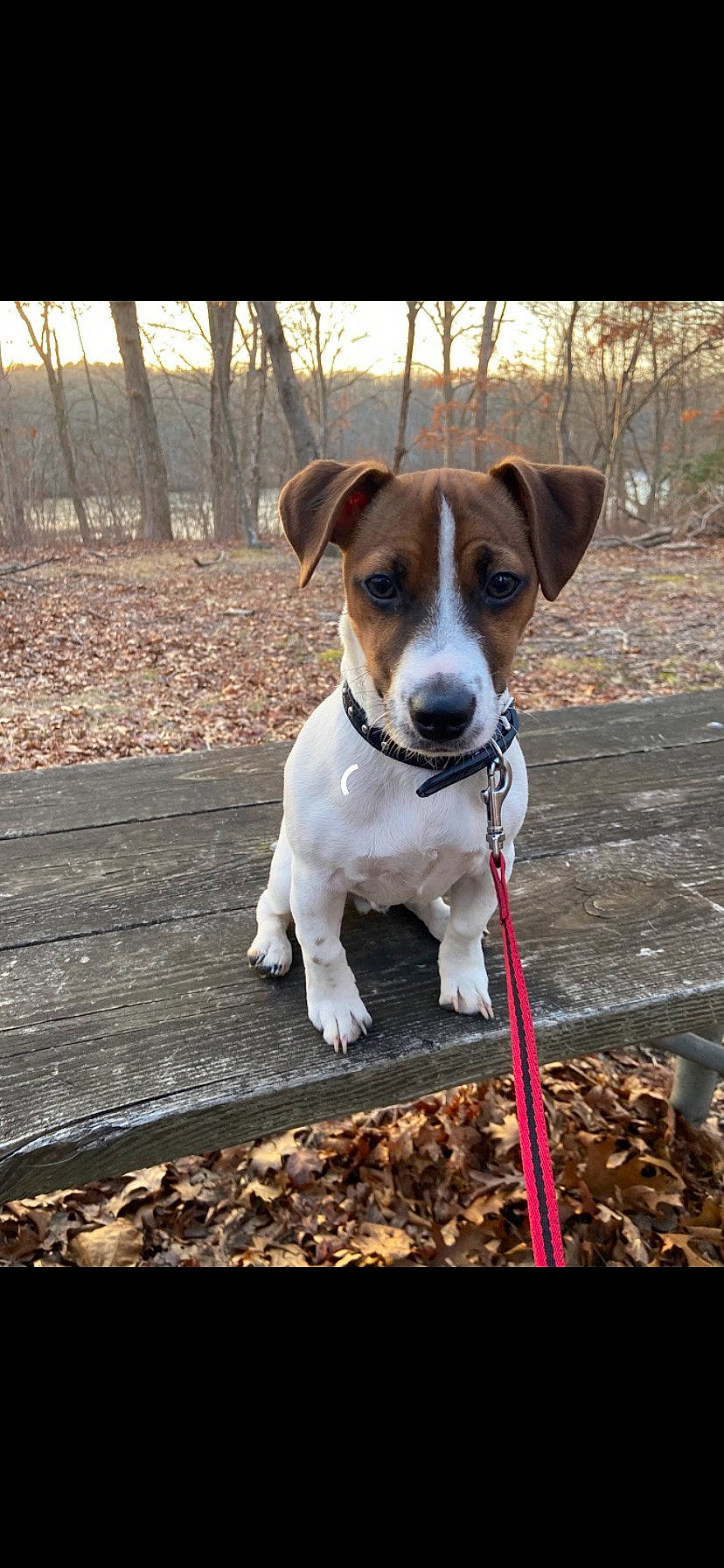 Bruno joined the competition — help win amazing prizes! canidae, carnivore, collar, companion_dog, dog, dog_breed, dog_collar, dog_supply, fawn, irishjacks, leash, non_sporting_group, pet_supply, snout, sporting_group, tail, terrier, whiskers, wood, working_animal