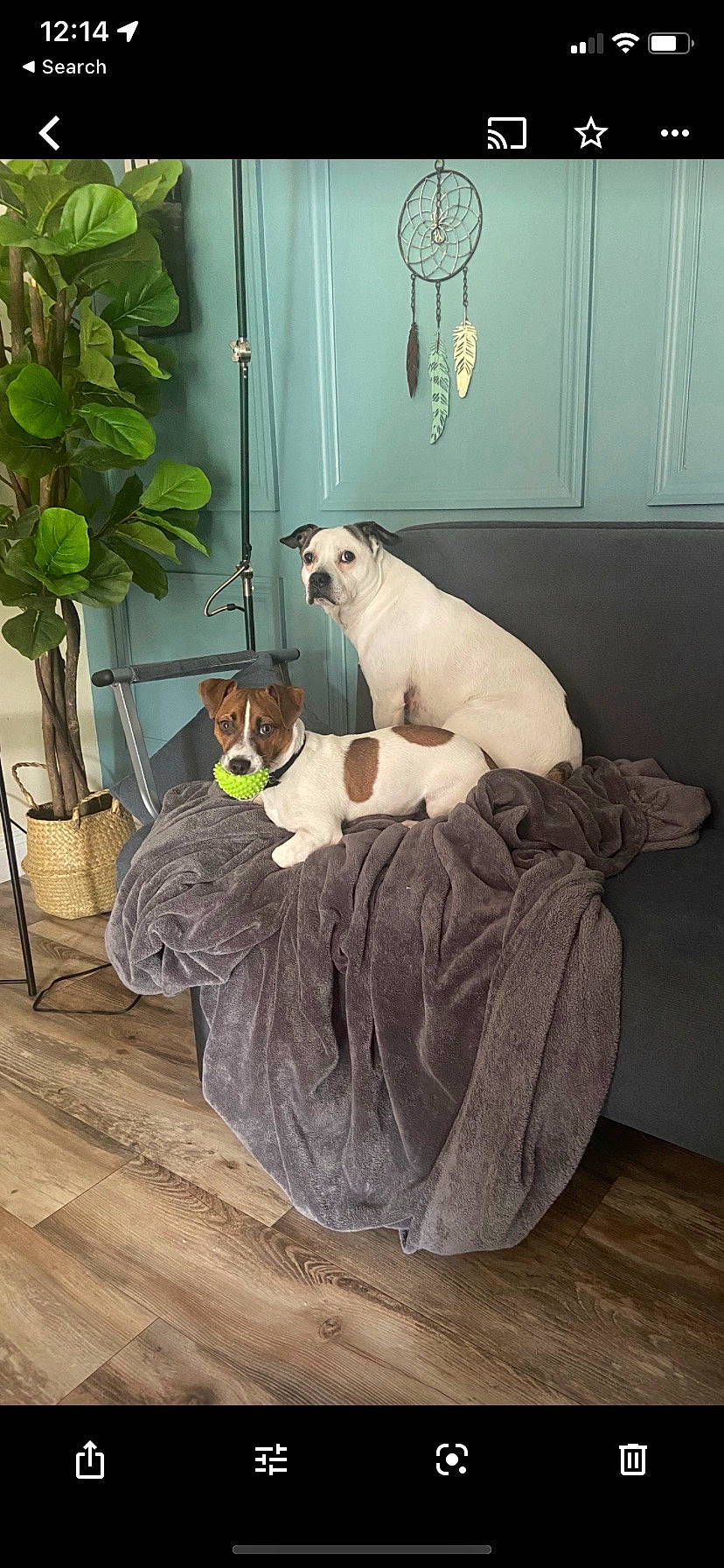 Bruno is registered to the contest to win money with this photo: carnivore, collar, comfort, companion_dog, dog, dog_breed, dog_supply, fawn, flooring, flowerpot, hardwood, houseplant, pet_supply, plant, room, snout, tail, wood, wood_flooring, working_animal